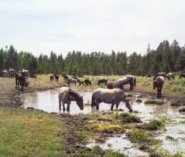 Area photo - wild horses drinking at a watering hole surrounded by juniper trees, San Luis Valley area near Blanca, CO