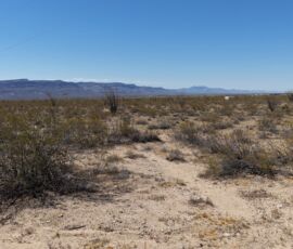 Ground-level view of the level desert terrain with native scrub and mountain views to the west, Yucca AZ