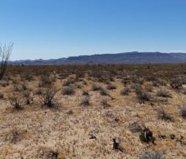 Ground-level view of the desert terrain with ocotillo and prickly pear cactus, mountain range in the background, Yucca AZ