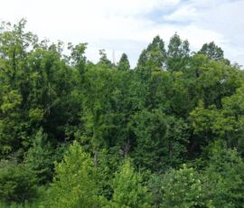 Low aerial of mature tree canopy along the property boundary, Reidsville NC — parcels 181763/181764/180667