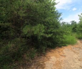Interior trail through mixed pine and hardwood, Reidsville NC — parcels 181763/181764/180667