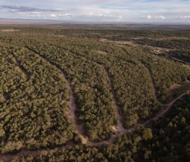 Wide drone aerial of the Manzano Springs Estates subdivision showing the dense piñon-juniper canopy and dirt road network, Edgewood, NM — parcel R000982301