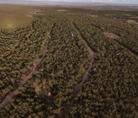 Drone aerial of the subdivision road network threading through dense piñon forest with the Estancia Valley visible on the horizon, Edgewood, NM — parcel R000982301