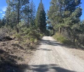 Tree-lined dirt road access through tall ponderosa pines leading to parcel R382767, Bonanza, Oregon