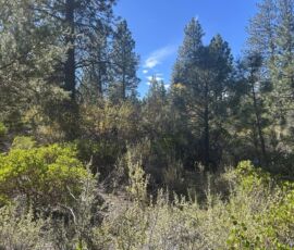 Interior of 2.3-acre wooded parcel showing tall ponderosa pines and native scrub under clear blue sky, Bonanza, Oregon
