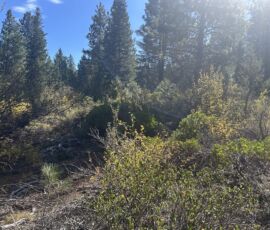 Fall foliage colors in the wooded understory — yellow and green brush between pine trees on parcel R382767, Bonanza, Oregon