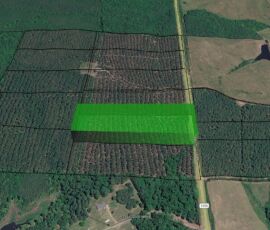 Google Earth 3D aerial view of Lot 5 — approximately 10.78 wooded acres along Glendon-Carthage Rd, Carthage NC, showing lot boundaries and pine terrain