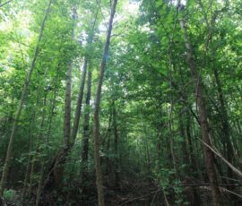 Looking up through tall hardwood canopy in the wooded interior, Reidsville NC (APNs 181763, 181764, 180667 Lot 1)
