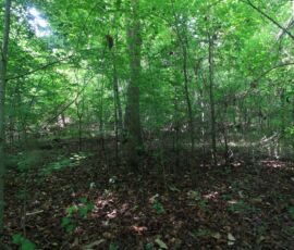 Dense hardwood canopy in the interior of the wooded tract, Reidsville NC — parcels 181763/181764/180667