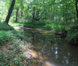 Creek winding through the forested interior of the property, Reidsville NC — parcels 181763/181764/180667