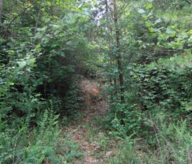 Interior trail leading through the wooded property from the south entrance, Reidsville NC (APNs 181763, 181764, 180667 Lot 1)