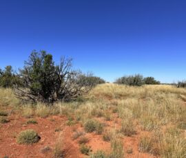 Close-up ground view of native juniper against red soil and golden grass, Navajo County AZ — parcel 111-22-195