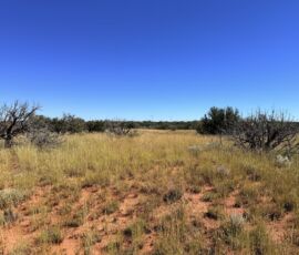Ground-level view of open grassland clearing with juniper scrub and wind turbines on the horizon, Navajo County AZ — parcel 111-22-195