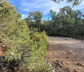 Open clearing on the lot surrounded by piñon pine and juniper trees under a clear New Mexico sky, Edgewood, NM — parcel R000982301