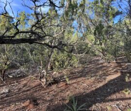 Native vegetation on the lot — juniper, piñon pine, and yucca growing on rocky soil typical of the East Mountains, Edgewood, NM — parcel R000982301