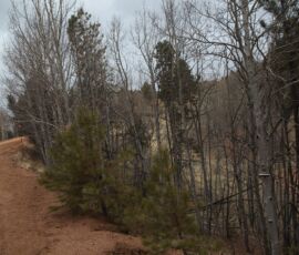 Wooded lot edge along the dirt road showing mixed ponderosa pine and aspen forest — APN R0008352, Cripple Creek, Colorado