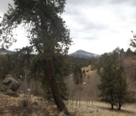Mountain panorama visible from the lot framed by a large ponderosa pine trunk, pine and aspen forest in the valley below — Cripple Creek, Colorado