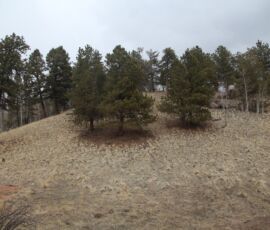 Grassy ridge on the lot with a cluster of ponderosa pines and open native grass slope in the foreground — Cripple Creek Mountain Estates, Filing 14