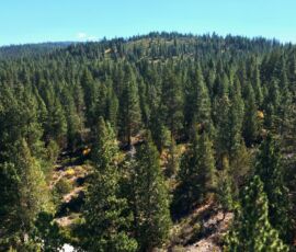 Drone view over pine forest showing a mountain peak on the horizon and fall foliage colors in the understory, parcel R382767 near Bonanza, OR
