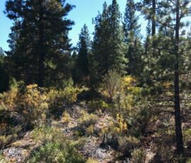 Low aerial view of parcel with fall color display — orange and yellow native brush interspersed with ponderosa pines, Bonanza, OR